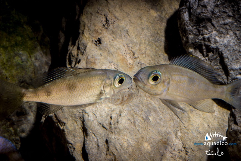 Aulonocranus dewindti